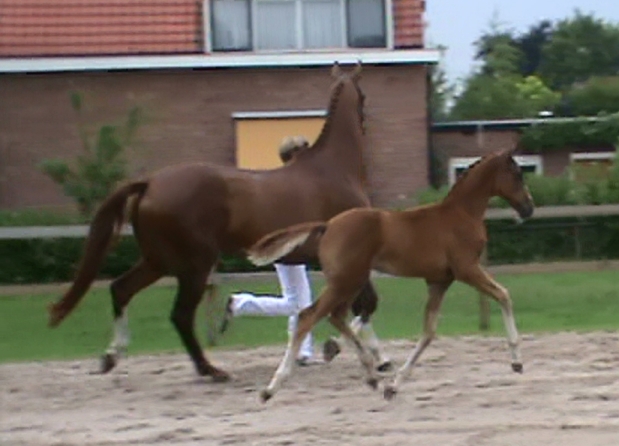 furore vv brabant